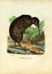 Kiwi, 1863-79
